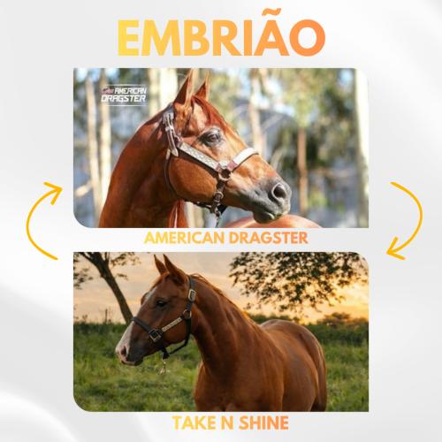AMERICAN DRAGSTER X TAKE N SHINE (Embrião a efetivar)