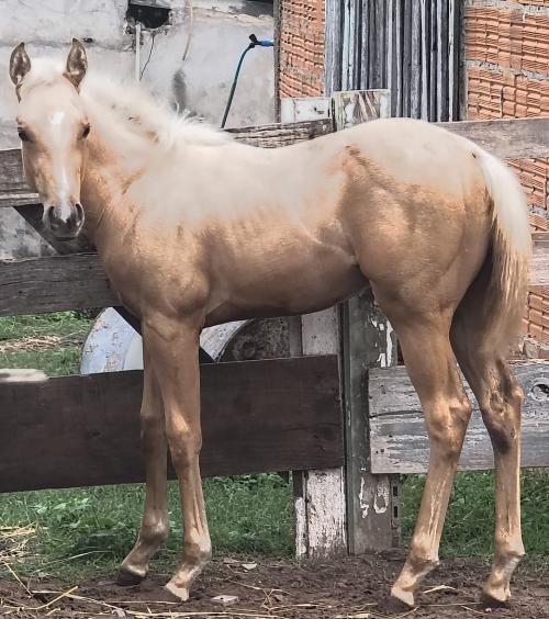 KEEP THE FAME X LAS VEGAS GUY ADG