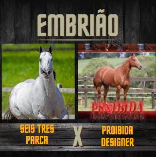 SEIS TRES PARCA X PROIBIDA DESIGNER (Embrião a efetivar)