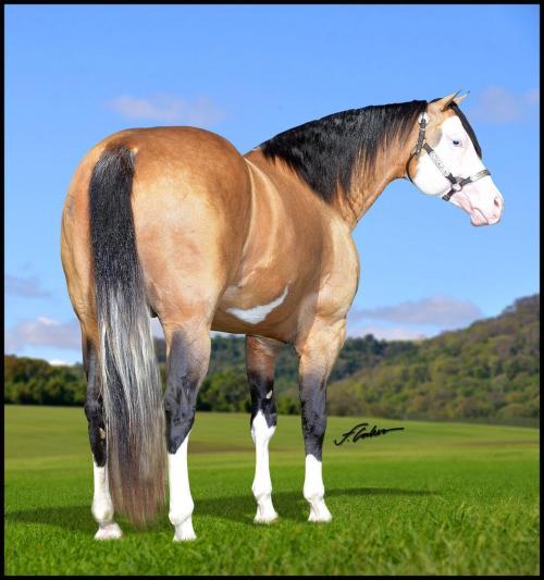 WIND GOTTA WIMPYCHIK (1 Cobertura)