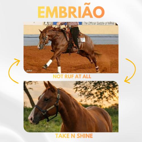 NOT RUF AT ALL X TAKE N SHINE (Embrião efetivado)