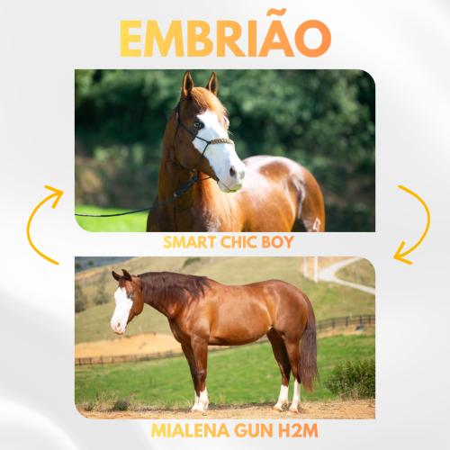 SMART CHIC BOY X MIALENA GUN H2M (Embrião a efetivar)