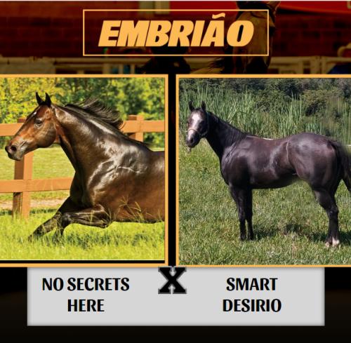 NO SECRETS HERE X SMART DESIRIO (Embrião a efetivar)