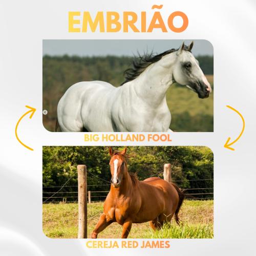 BIG HOLLAND FOOL X CEREJA RED JAMES (Embrião Efetivado)