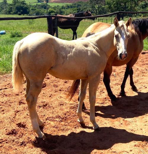 GUNNER IS STARSTRUCK X HAVANA STARLIGHT