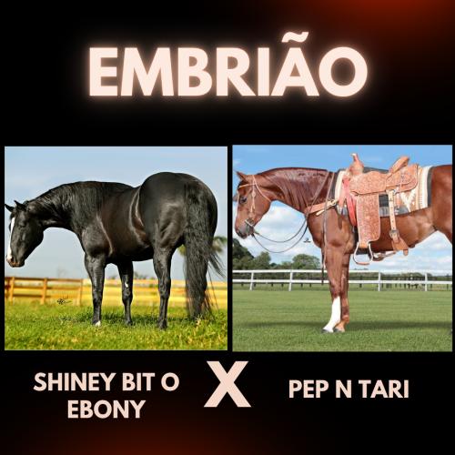 SHINEY BIT O EBONY X PEP N TARI (Embrião a efetivar)