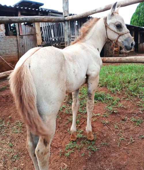 GENUINE RED QUINCY X APOENA QUIXOTE