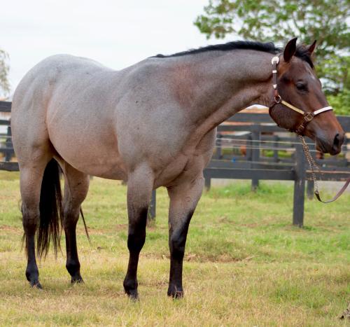 STREAK FOR PERKS O96 (1 Cobertura)