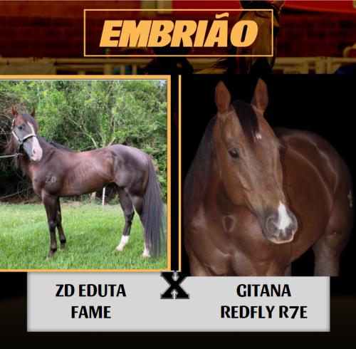 ZD EDUTA FAME X GITANA REDFLY R7E (Embrião a efetivar)