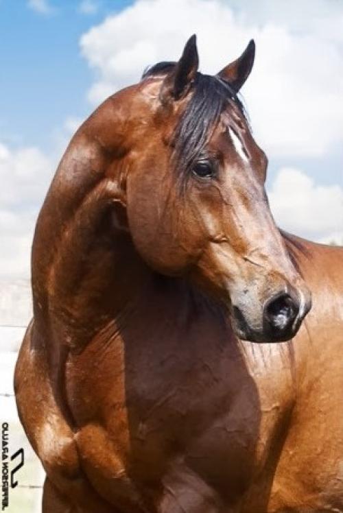 CASTANHO RED (1 Cobertura) 