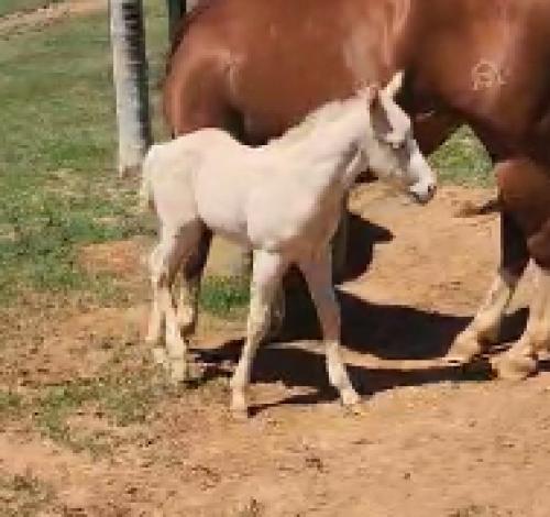 PLAYBOY DELCIELO X SAVANNAH JAMES