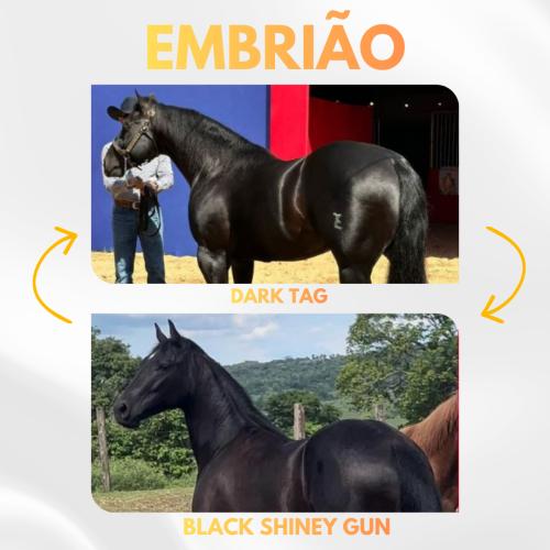 DARK TAG X BLACK SHINEY GUN (Embrião a efetivar)