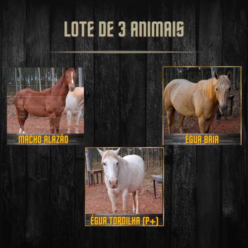 LOTE DE 3 ANIMAIS