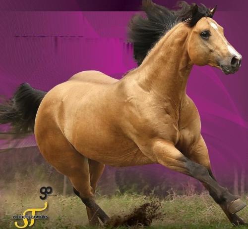 ST DASHIN LEO (1 Cobertura)