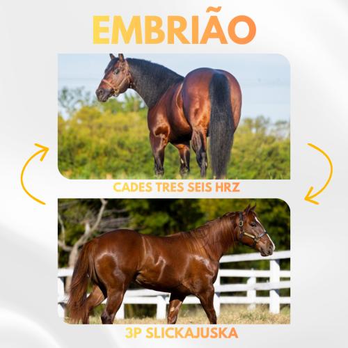 CADES TRES SEIS HRZ x 3P SLICKAJUSKA (Embrião a efetivar)