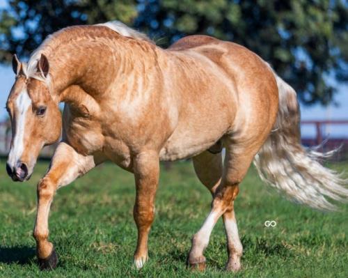 METALLIC CATALYST (1 Cobertura)