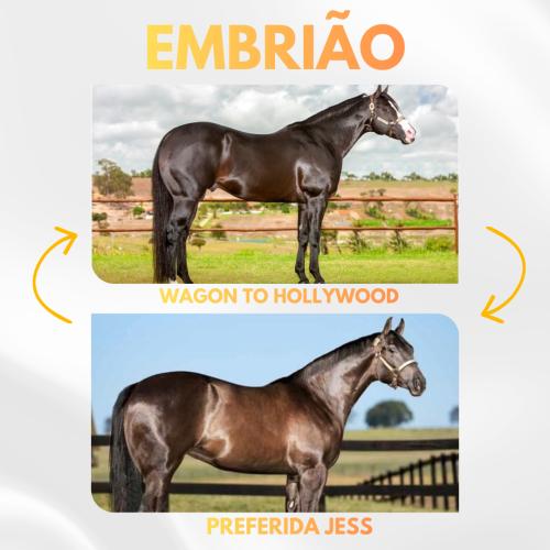 WAGON TO HOLLYWOOD X PREFERIDA JESS (Embrião efetivado)