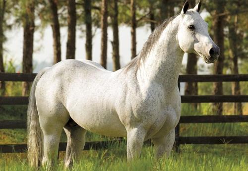 SILVER WILD SLN (S. Congelado)