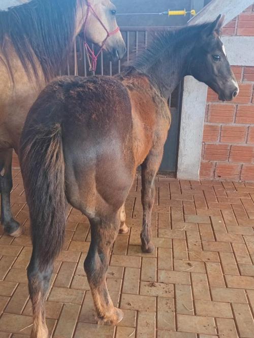 AL PACINO SPARKS X DUAL BLOND GIRL