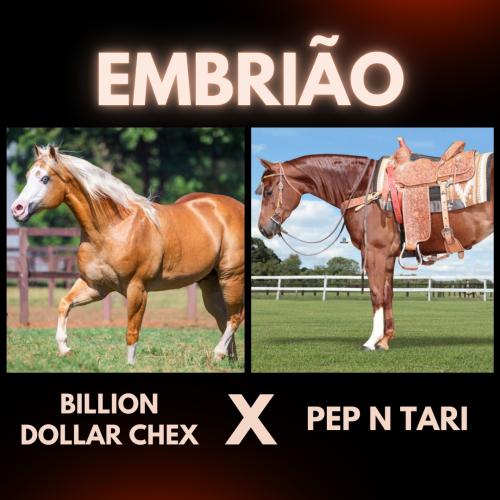 BILLION DOLLAR CHEX X PEP N TARI (Embrião Efetivado)