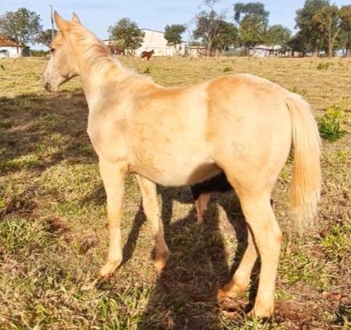 SHINER CHEX MV X PORSCHE POCOGAMAY