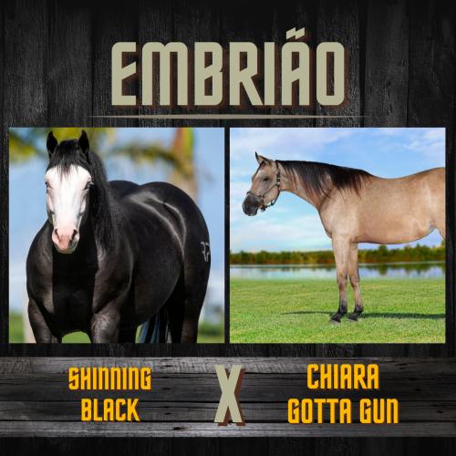 SHINNING BLACK  x CHIARA GOTTA GUN (Embrião a efetivar)