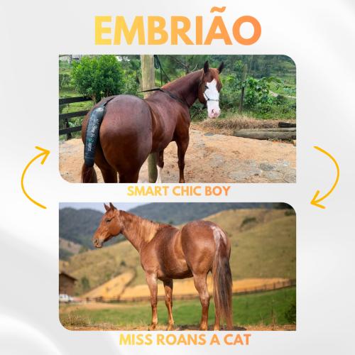 SMART CHIC BOY X MISS ROANS A CAT (Embrião a efetivar)