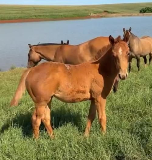 SUBLIME FELINE X BUBA POP GUN 