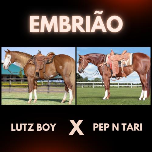 LUTZ BOY X PEP N TARI (Embrião Efetivado)