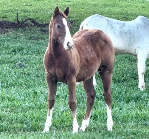 PLAY RED GUN GMW X CORONA ZORRA GAMAY