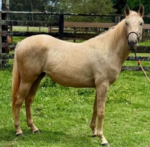 LADY ROLLS FIREWATER