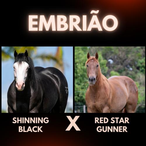 SHINNING BLACK X RED STAR GUNNER (Embrião efetivado)