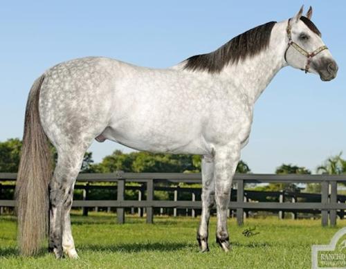 JAKE GOLD (1 Cobertura)