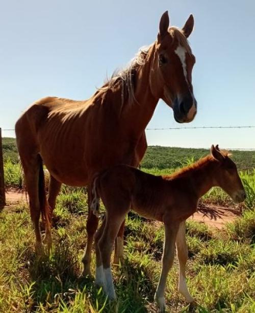 JULLY SMOOTH FLY (Lote 3 em 1)