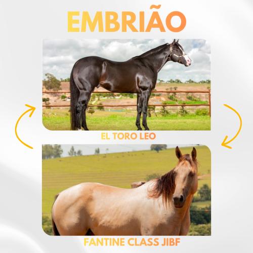EL TORO LEO X FANTINE CLASS JIBF (Embrião a Efetivar)