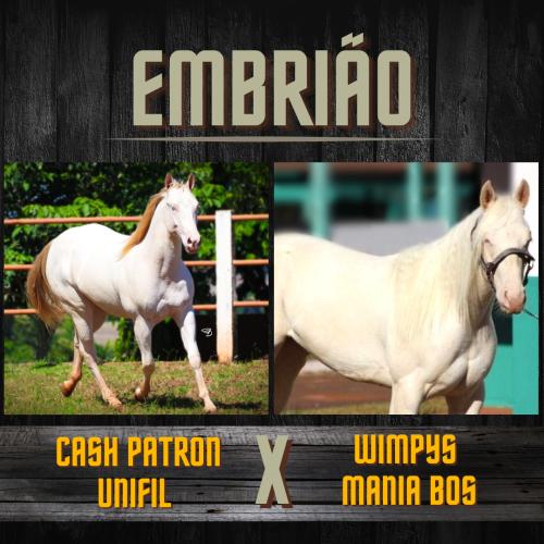 CASH PATRON UNIFIL X WIMPYS MANIA BOS (Embrião a efetivar)