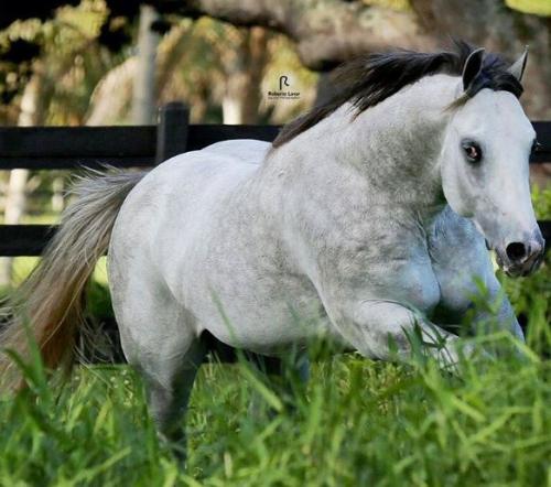 ECLIPSE ROXO AD (2 Coberturas)