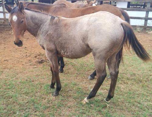 DUAL REY PEPY RE X SALLY DOC BEE RBS