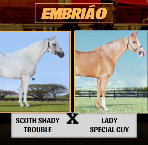 SCOTH SHADY TROUBLE X LADY SPECIAL GUY (Embrião a efetivar)