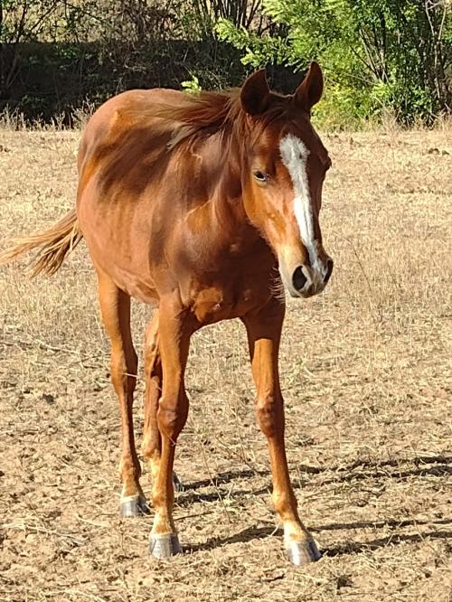 BEDUINA BLUE FLY HVG