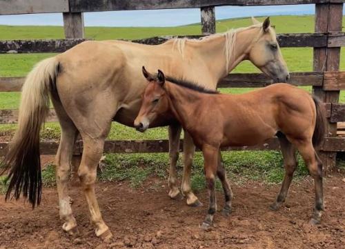 AURORA MISTER (Lote 3 em 1)