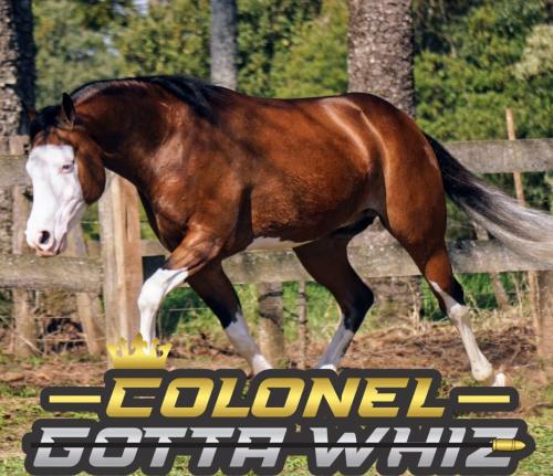 COLONEL GOTTA WHIZ (S. Congelado)