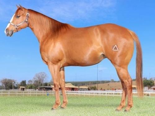 DASHING WOMAN (LOTE 2 EM 1)