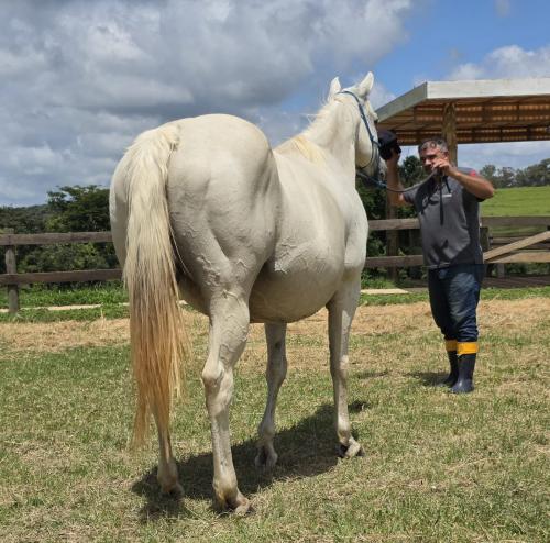 SUMMERLIDER CRUSHER (P+)