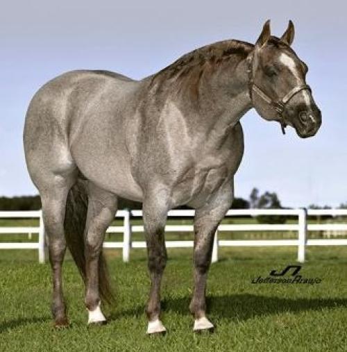 CD FIRE BOON (2 Coberturas)