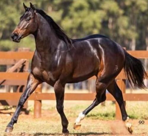 SLICK BY DESIGN X SHADY ZORRERO APOLLO