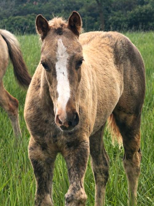 SHADY FAST BARON H2M X KAUNA DUAL CASH