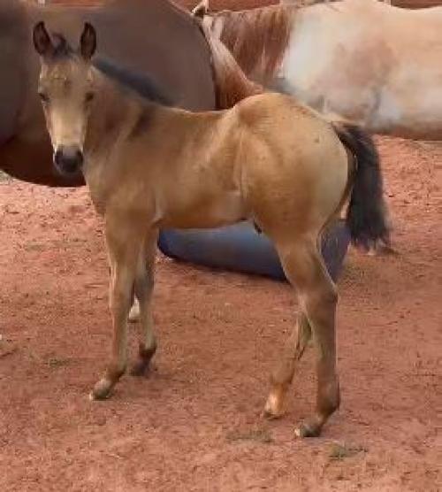 AL PACINO SPARKS X CHARMOSA DEL CIELO