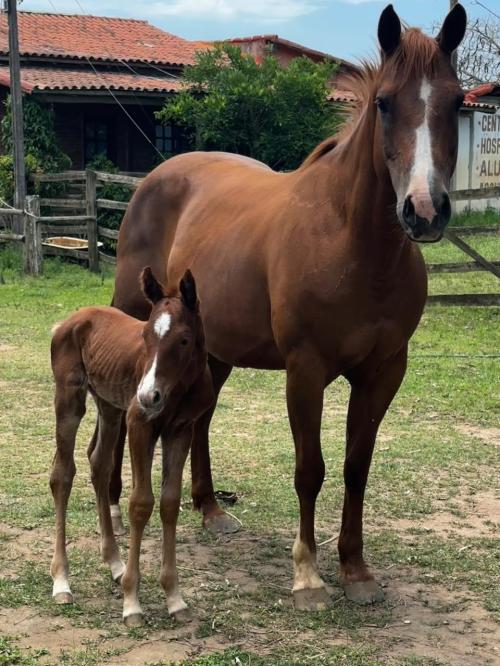 DYNA ROOSTER (Lote 2 em 1)