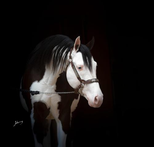 SPOOK GOTTA STAR (3 Coberturas)